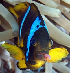 Sick anemonefish, has anybody seen something similiar els... by Nikki Van Veelen 